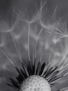 黑白微距蒲公英图片
