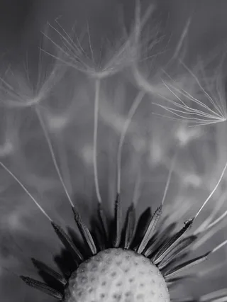 黑白微距蒲公英图片