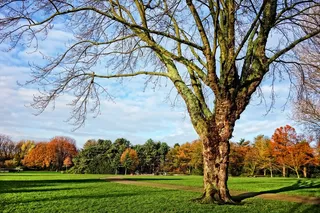 蓝天下大树美景欣赏