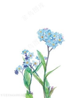 水彩蓝色鲜花图片