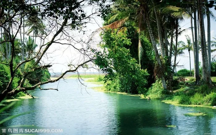 漂亮风景 树林河流