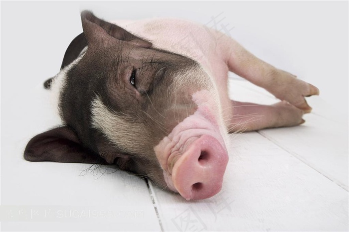 装死的宠物猪摄影图片