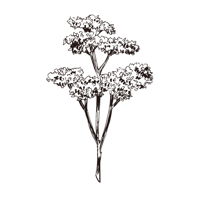 线条草本花卉手绘植物-西芹