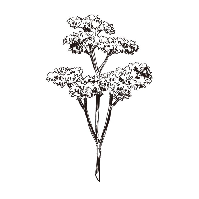 线条草本花卉手绘植物-西芹