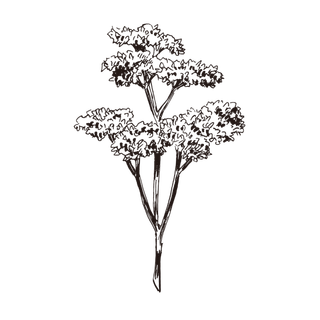 线条草本花卉手绘植物-西芹