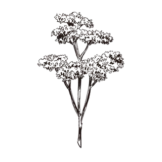 线条草本花卉手绘植物-西芹