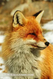 雪地里的狐狸红狐赤狐