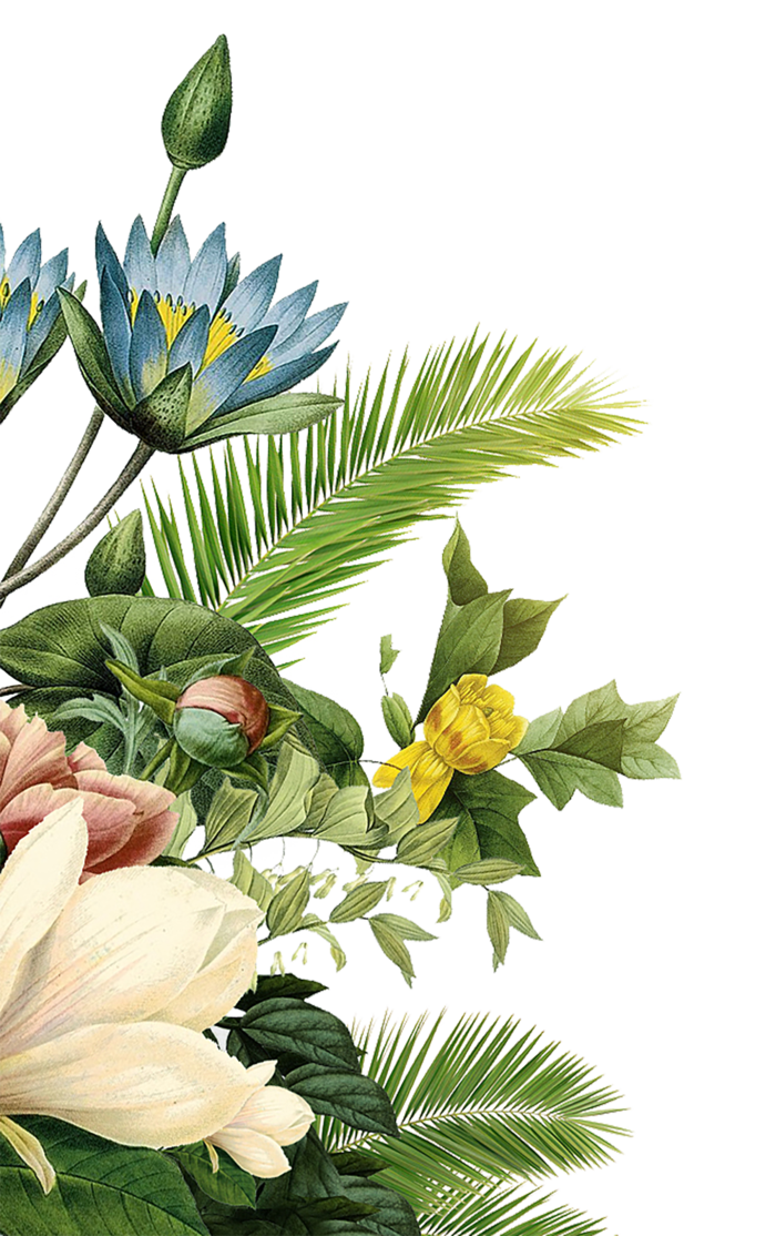 鲜花 装饰 png 免扣 树叶 树枝 