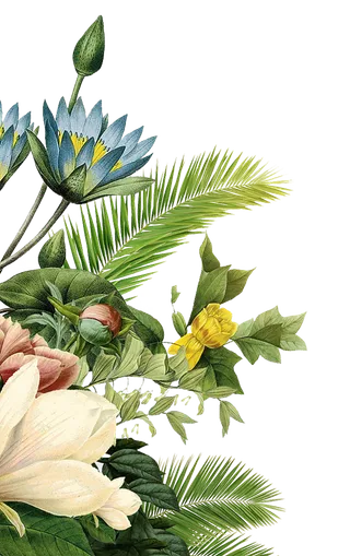 鲜花 装饰 png 免扣 树叶 树枝 