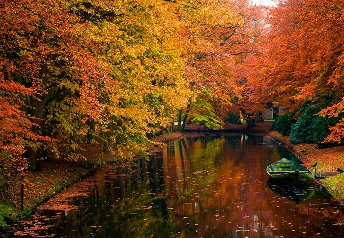 公园密林树林图片