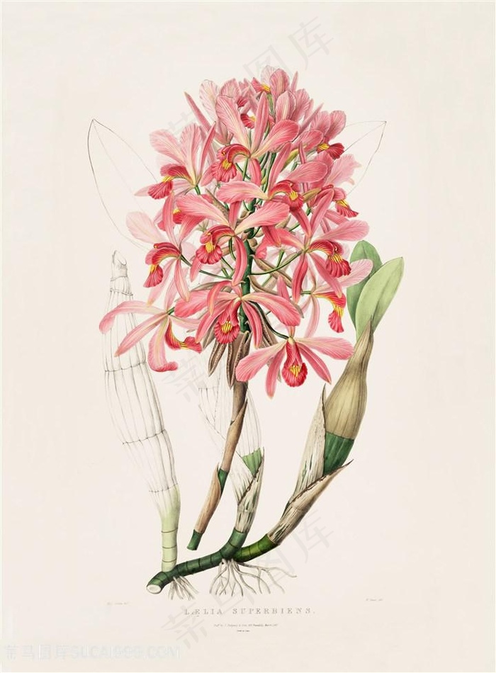 手绘高清兰花唯美插画