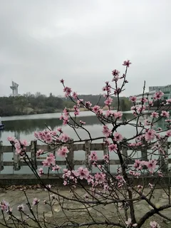 桃花依旧笑春风