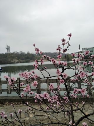 桃花依旧笑春风