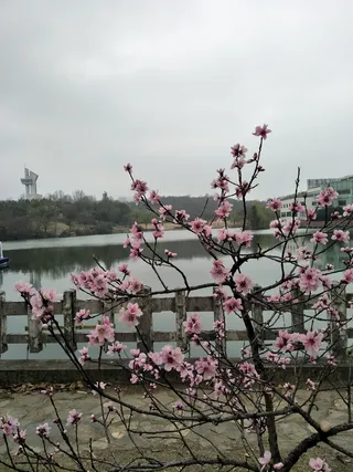 桃花依旧笑春风