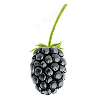 黑莓免抠素材 (11)
