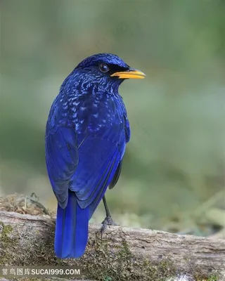 高清转身的紫啸鸫鸟类图片