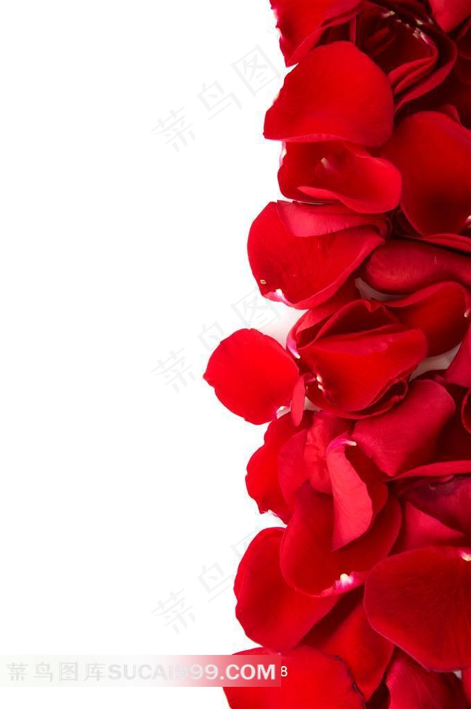 玫瑰花瓣背景高清图片