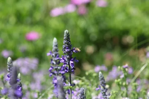 野外紫色的小花展现在草丛 野外紫色的小花展现在草丛