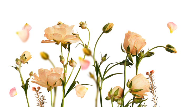 免抠花朵鲜花素材