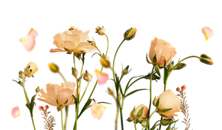 免抠花朵鲜花素材