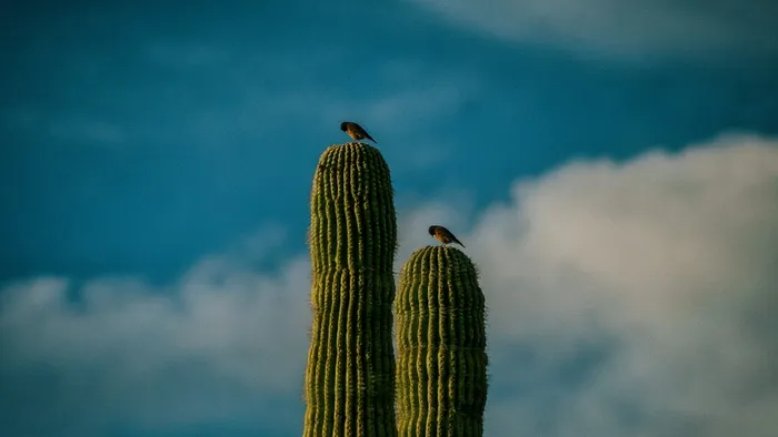 绿色仙人掌仙人球摄影素材