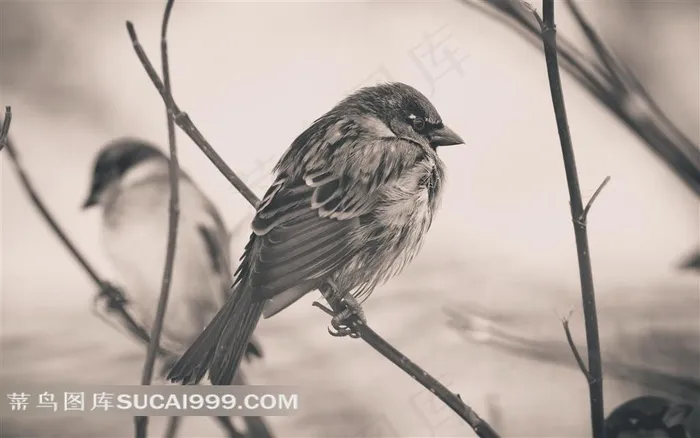 树枝上的小麻雀摄影素材