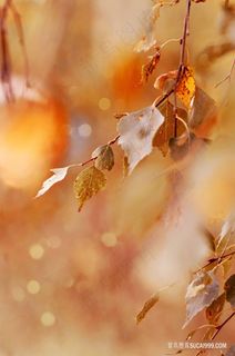 秋天的枯叶风景摄影