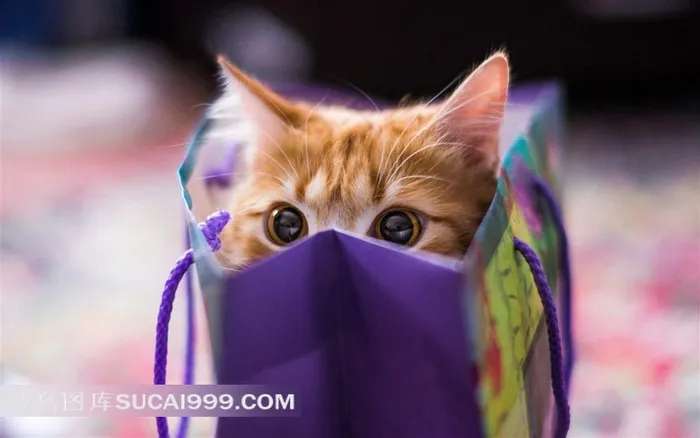 藏在包装盒里向外偷看的黄色猫咪