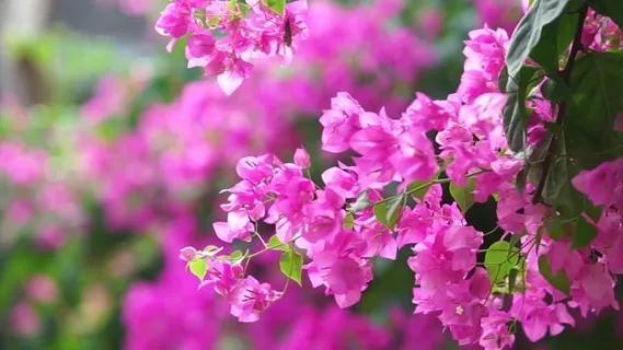 花朵, 粉色的, 纸, 自然, 春天, 夏天, 开花, 植物