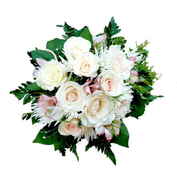 花朵白玫瑰
