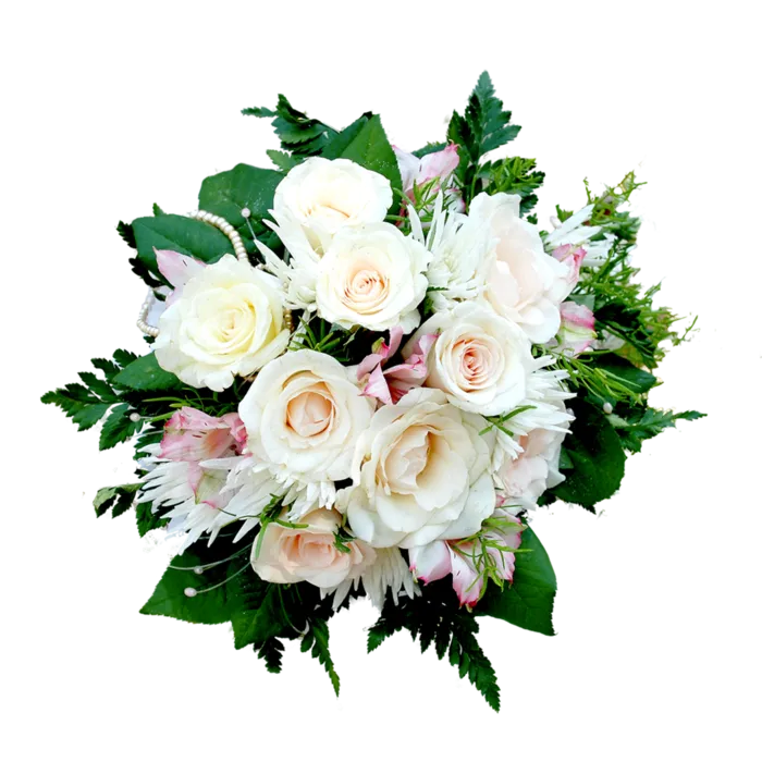 花朵白玫瑰