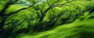 绿色树木虚幻树林摄影图