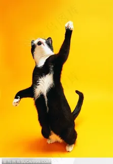 宠物猫(抓狂) 宠物猫(抓狂)