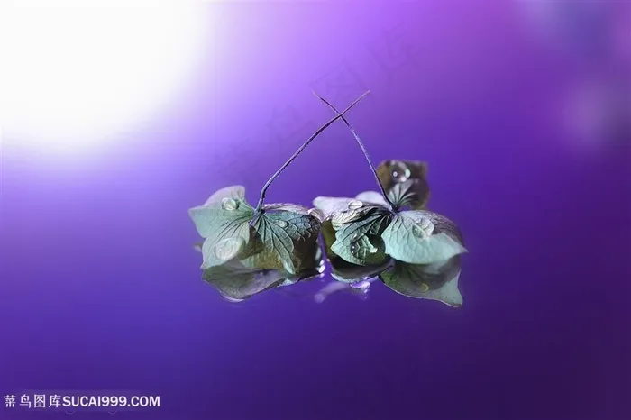 唯美鲜花树叶高清图片