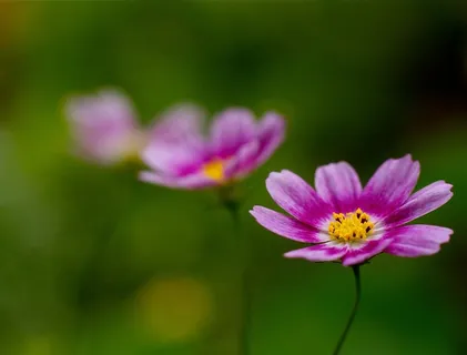 唯美紫色小花鲜花图片 唯美紫色小花鲜花图片