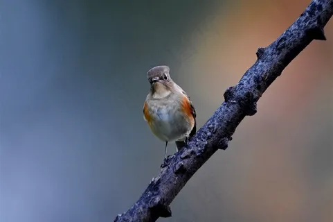 鸟类大全红胁蓝尾鸲摄影素材图片