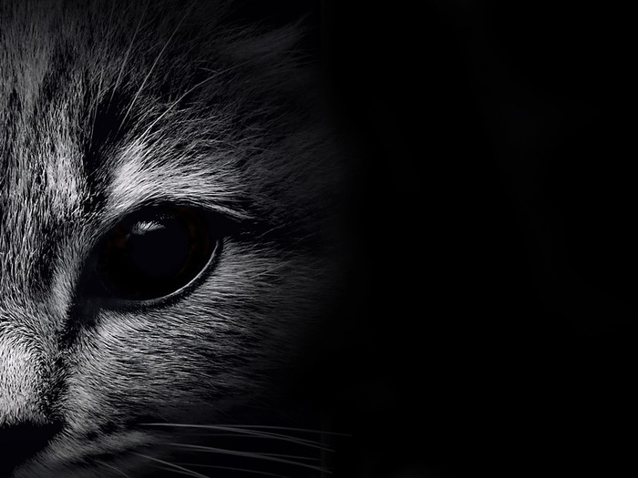 小猫特写图片下载