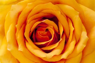 黄色玫瑰特写玫瑰花图片