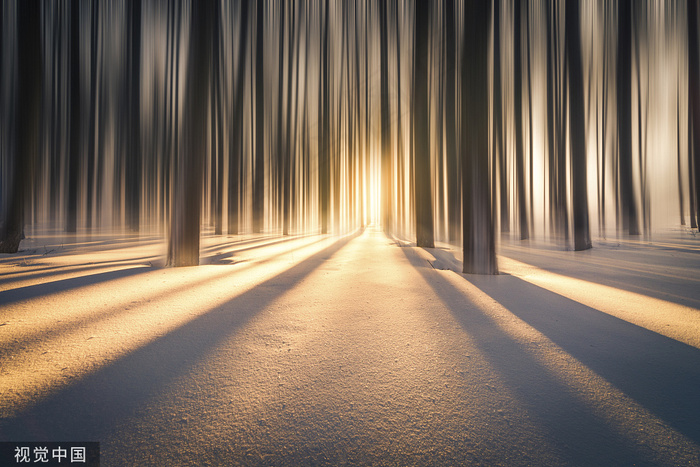 树林 阳光 雪花 雪 散景 冬天 自然 寒冷的 户外