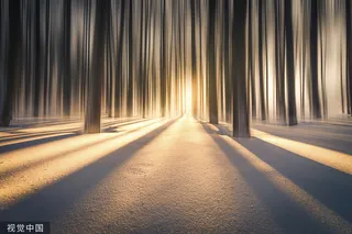 树林 阳光 雪花 雪 散景 冬天 自然 寒冷的 户外