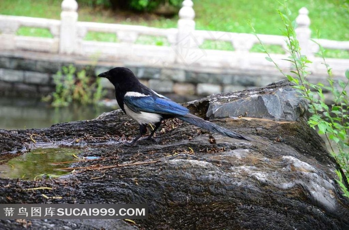 石头上的峰鸟摄影图片