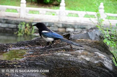 石头上的峰鸟摄影图片