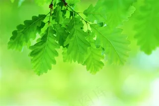 绿色树叶高清图片