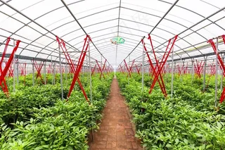 大棚里整齐的农作物