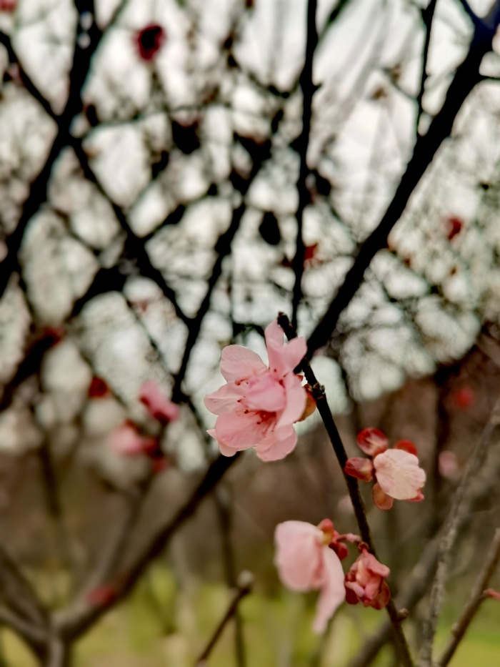 婉约的粉色桃花开的艳丽