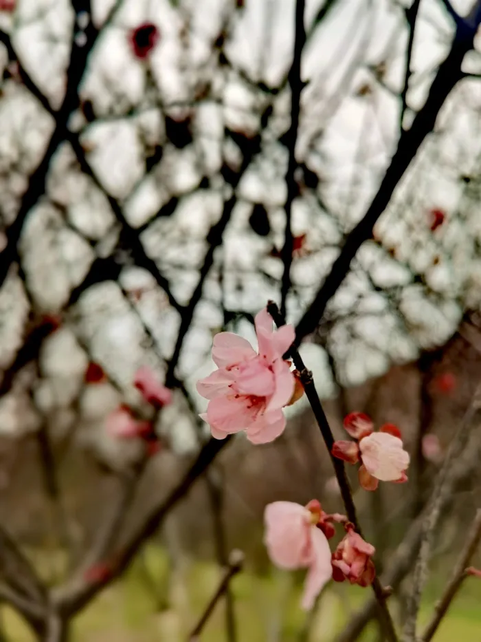 婉约的粉色桃花开的艳丽