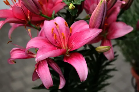 红百合花图片 红百合花图片