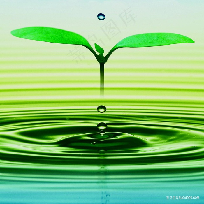 水滴绿叶高清油画