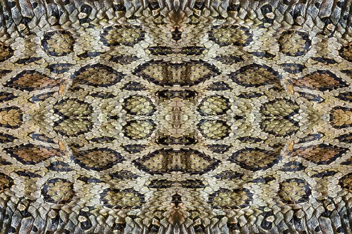 精美蛇皮纹理背景图