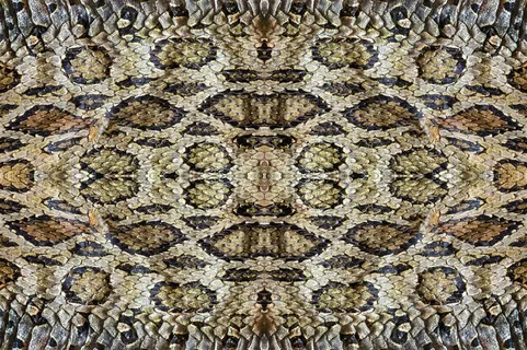 精美蛇皮纹理背景图